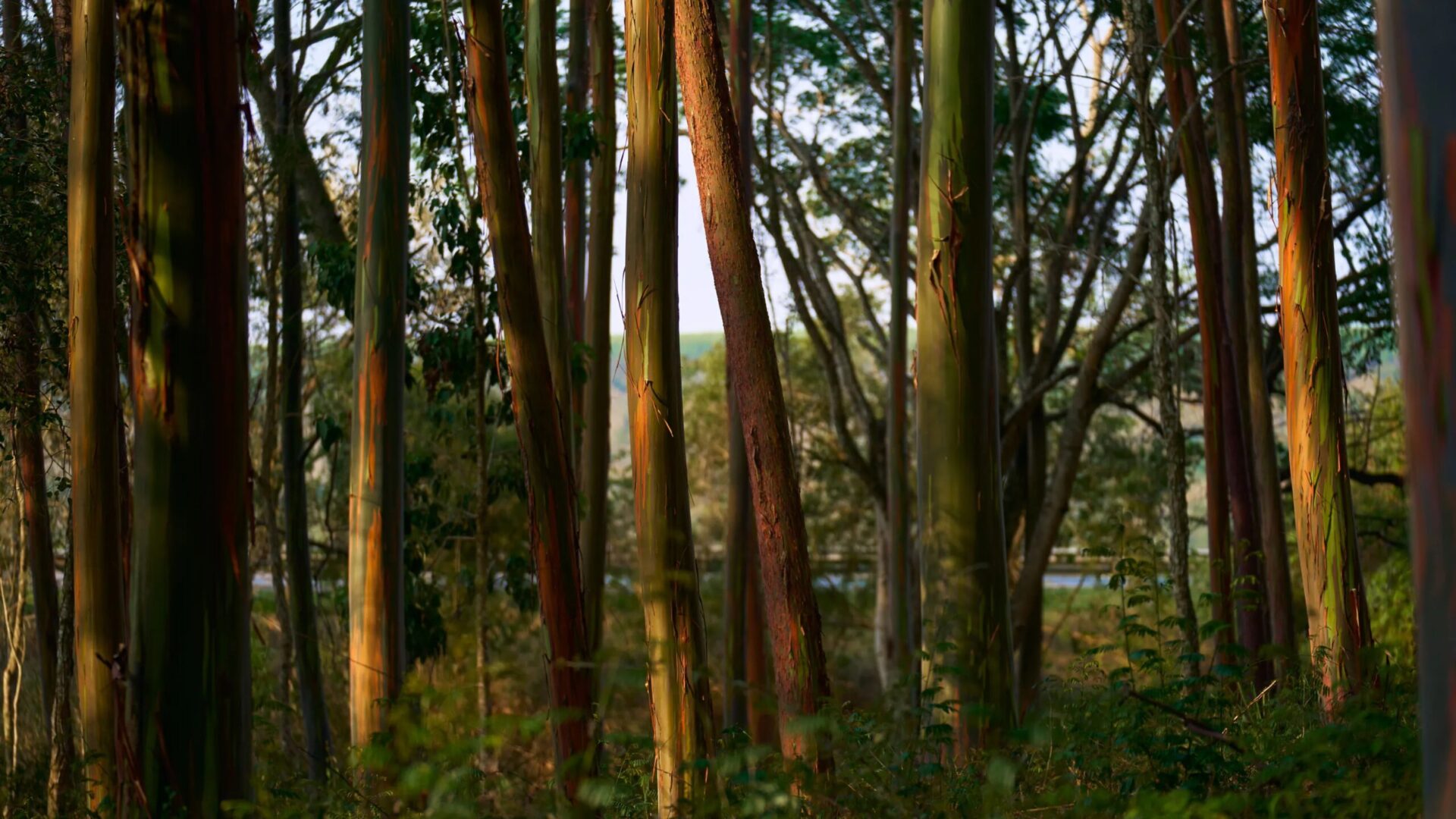 эвкалиптовый лес