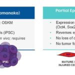 Сравнение полного и частичного перепрограммирования клеток факторами Яманаки: OSKM и OSK.