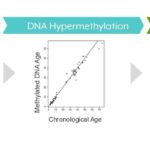 Инфографика процесса старения: гиперметилирование ДНК и связанные заболевания.
