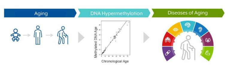 Инфографика процесса старения: гиперметилирование ДНК и связанные заболевания.