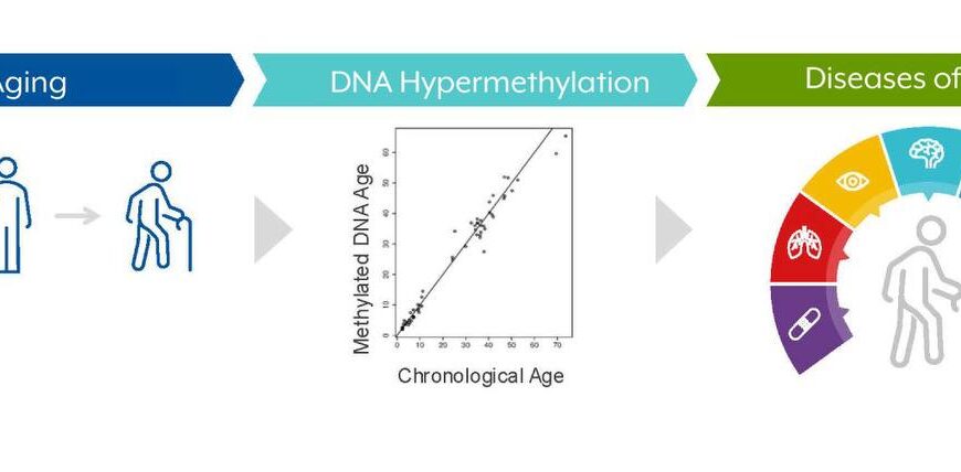 Инфографика процесса старения: гиперметилирование ДНК и связанные заболевания.