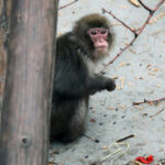 Обезьяна сидит на земле, рядом ветки дерева и кусочки пищи.