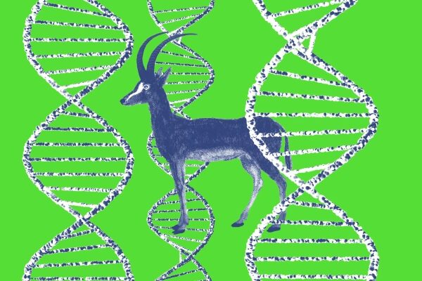 268465_Colossal_is_back,_bringing_back_bluebuck_antelope_CVirginia