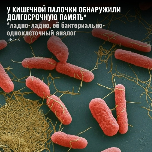 Группа из Университета Карнеги-Меллон и Технологического института Джорджии взяла штамм E. coli, засунула его в микроскопический чип с тысячью камер