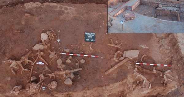 У стен древней иберийской крепости раскопали девиантное захоронение. Человеческие останки нашли вместе с оленьими рогами