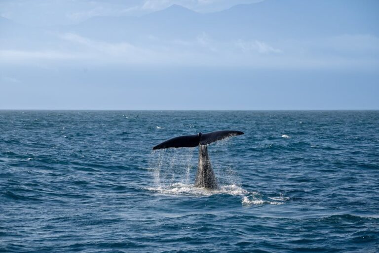 «Inference whales»: как AI-стартапы пересматривают бизнес-модели инференса
