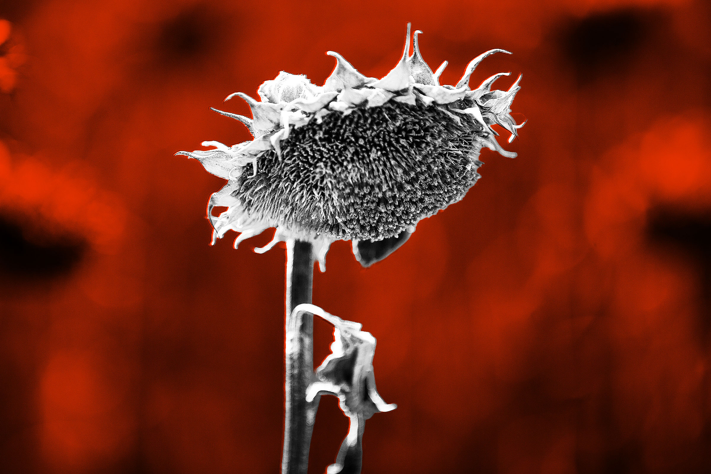 summer kill people heatwave
