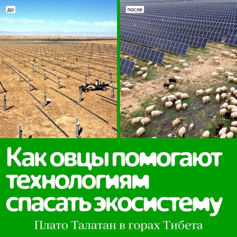 Энергетики «нанимают» овец, а технологии спасают экосистему На пустынном плато…