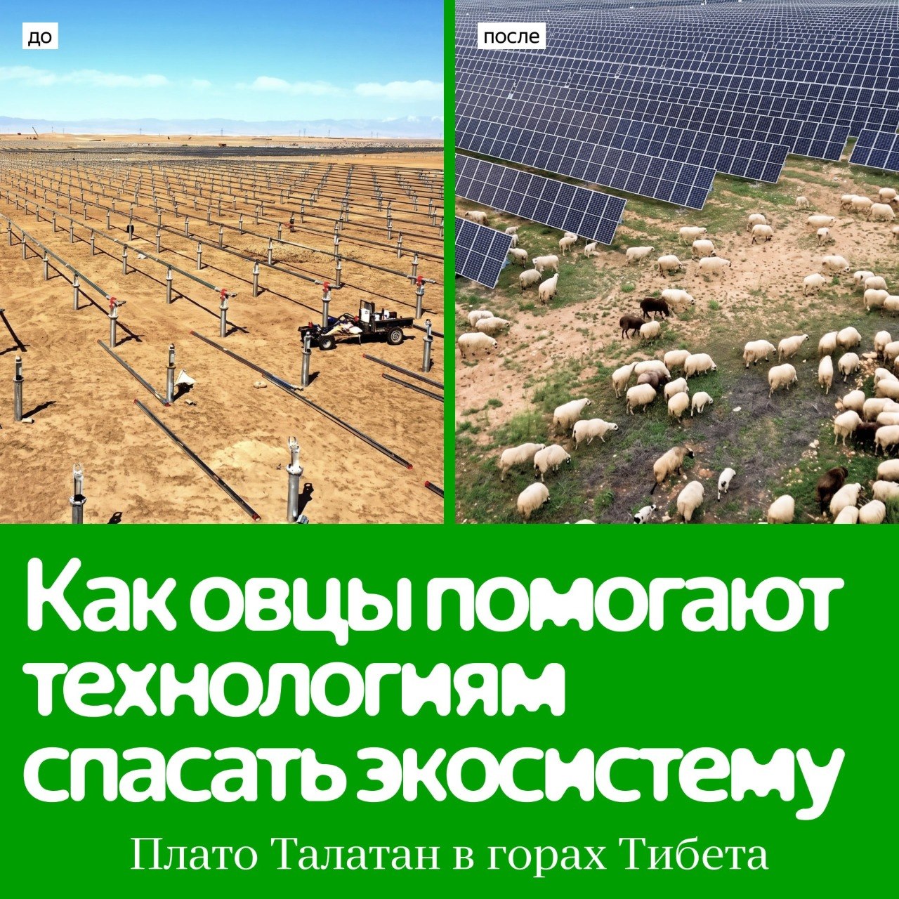 Энергетики «нанимают» овец, а технологии спасают экосистему На пустынном плато…