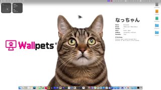 🐱 Превращаем рабочий стол в уютное место с котиками, собачками…