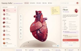 Вайбкодер собрал интерактивный учебник по анатомии Гений навайбкодил интерактивный учебник…