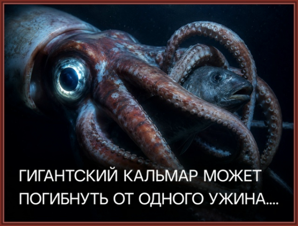 Сторонники разумного замысла любят приводить в пример идеальное устройство крыла птицы или работу человеческого глаза