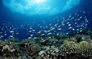 Национальное управление океанических и атмосферных исследований (NOAA) ставит коммерческое рыболовство выше охраны окружающей среды.