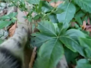 В Казахстане котов превратили в СЫЩИКОВ — волонтёры надевают на…