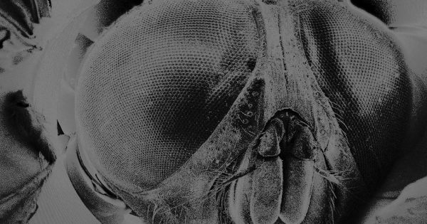 Заточенные карандаши, горящий магний и дендриты серебра. Что можно разглядеть под электронным микроскопом