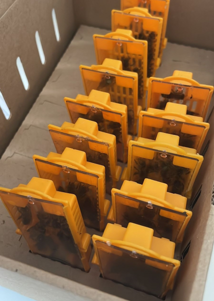 Пчелы &ndash; почтой. Как отправляют &laquo;живые&raquo; посылки на Урале (ФОТО)