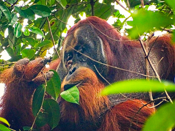 Дикая медицина! Орангутанг обработал свою рану местным растением 2 orangutan gash under eye closed