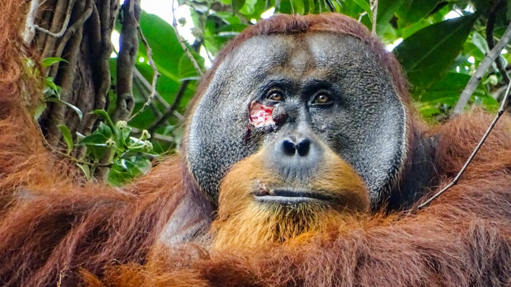 Дикая медицина! Орангутанг обработал свою рану местным растением 1 orangutan with gash under one eye